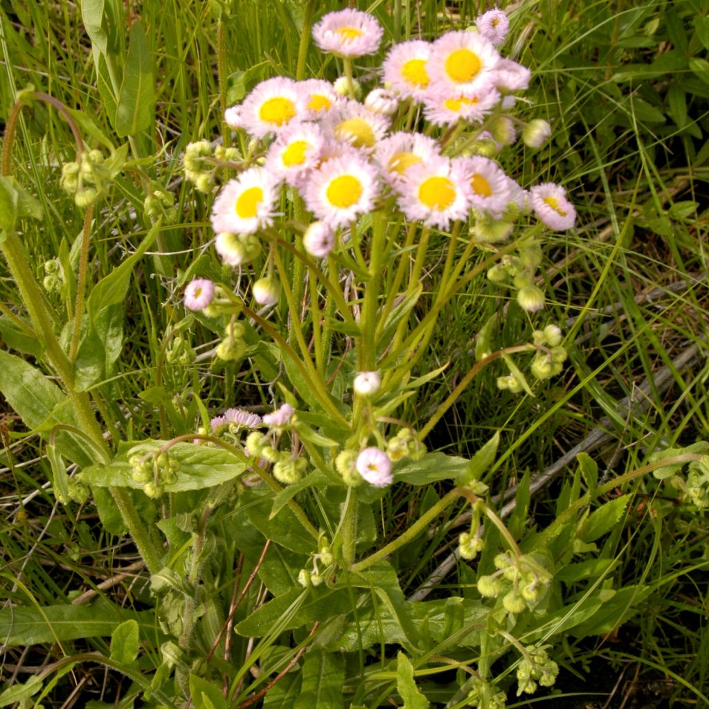 Erigeron philadelphicus, Vergerette