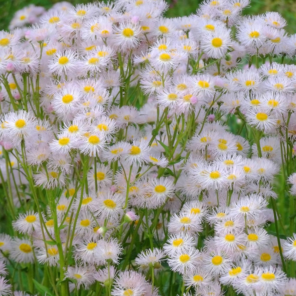 Erigeron philadelphicus, Vergerette