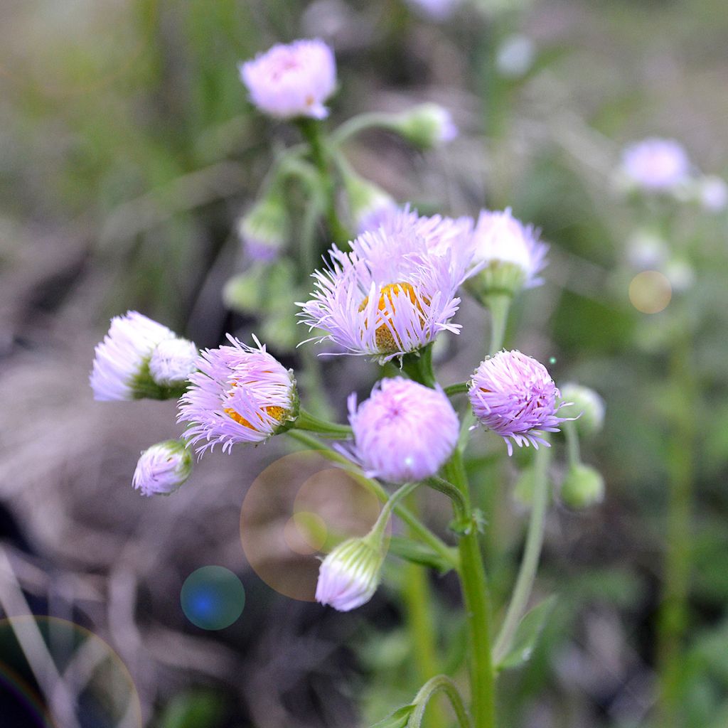 Erigeron philadelphicus, Vergerette