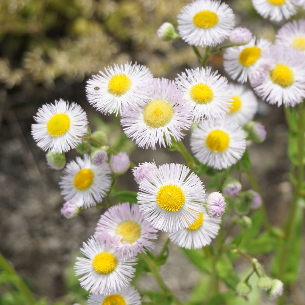 Erigeron philadelphicus, Vergerette