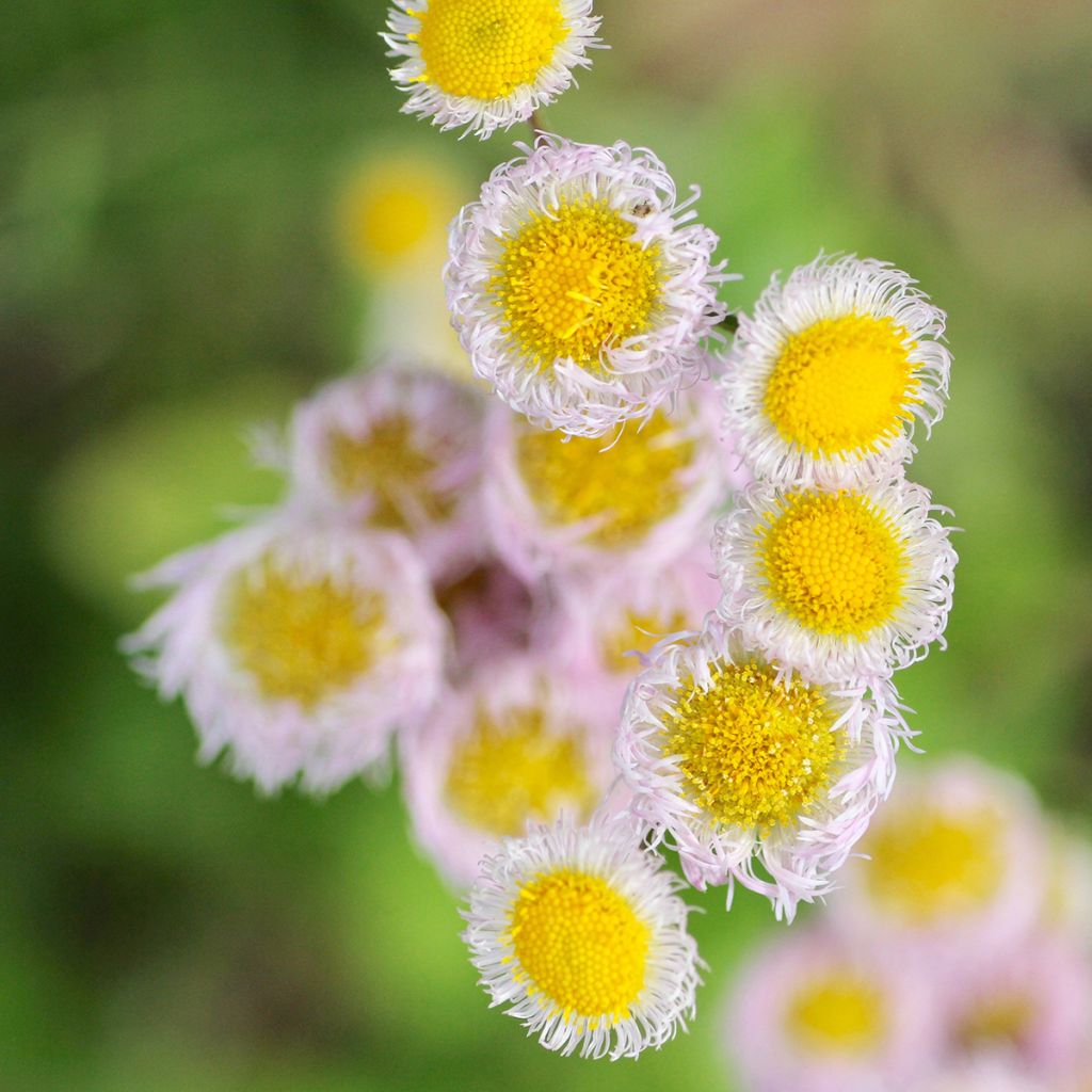 Erigeron philadelphicus, Vergerette