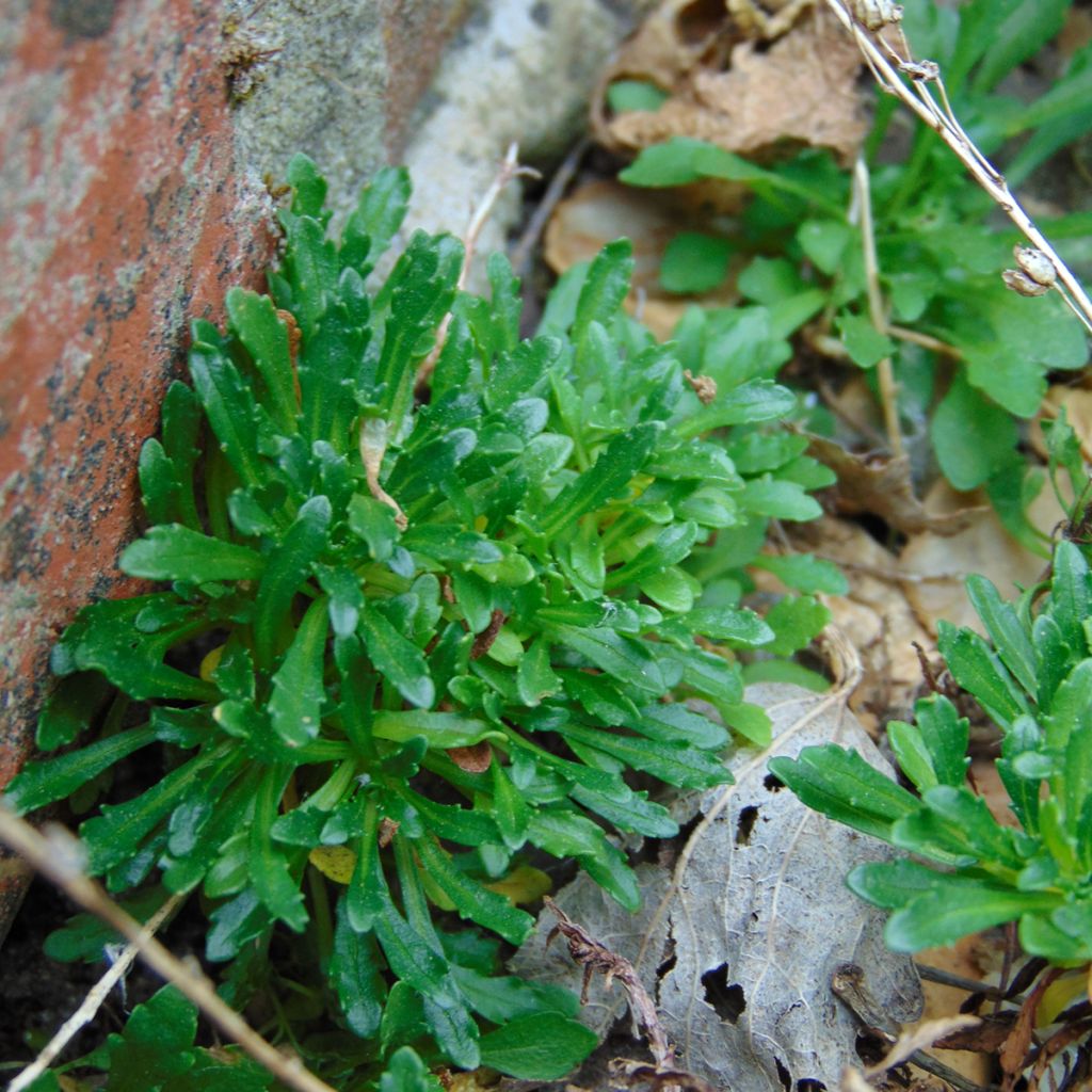 Erinus alpinus