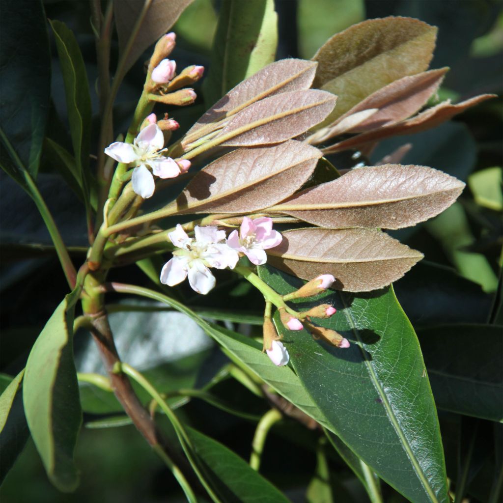 Eriobotrya japonica Coppertone - Néflier du Japon