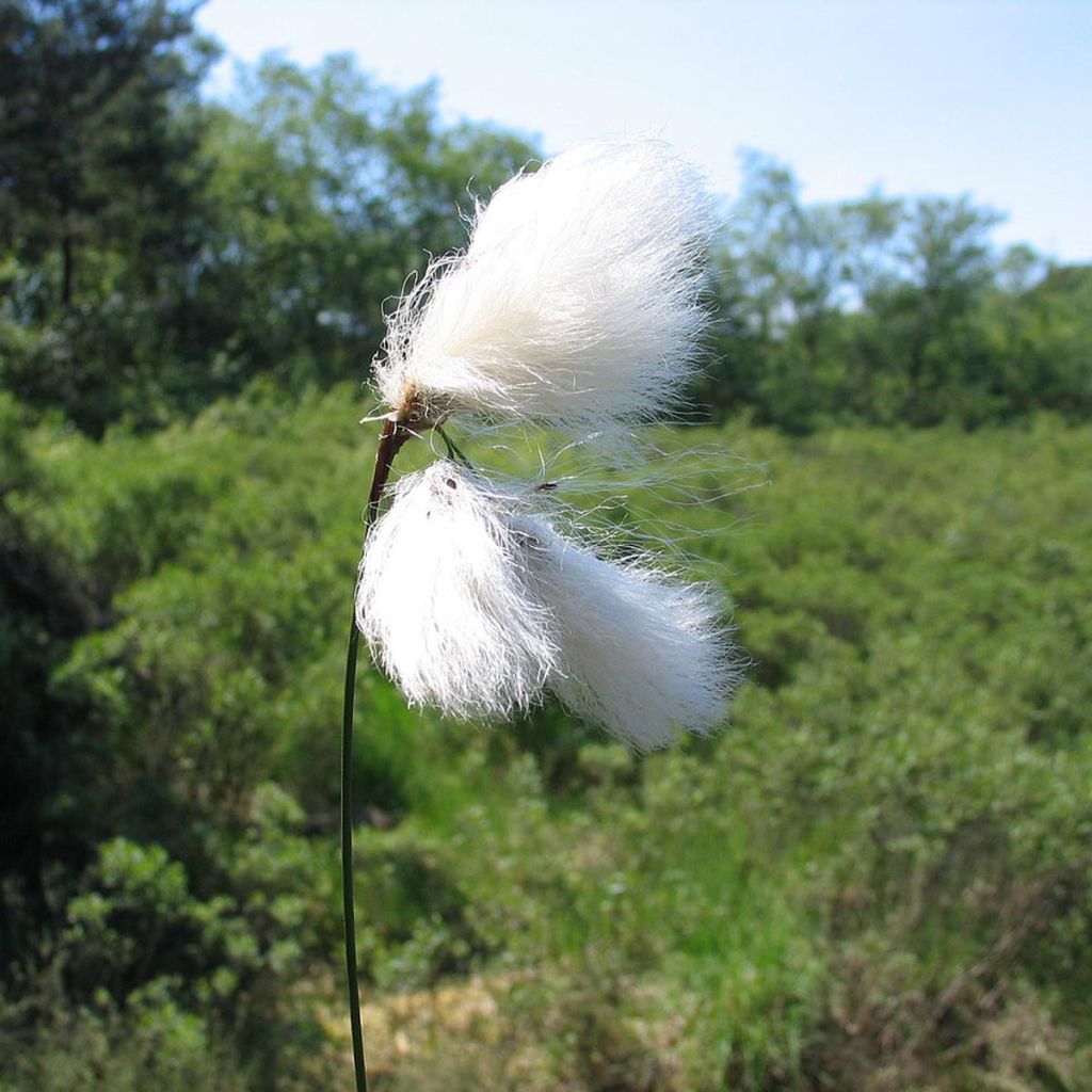 Eriophorum angustifolium - Linaigrette à feuilles étroites