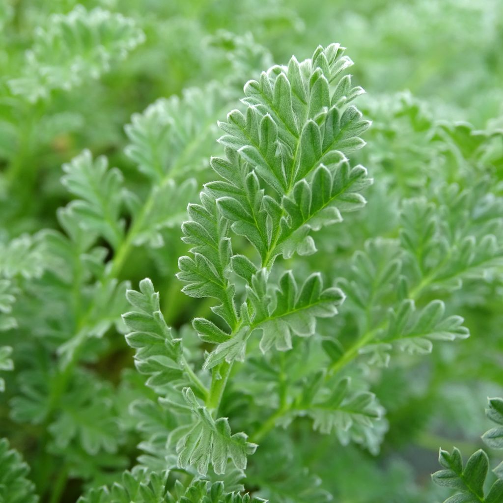 Erodium chrysanthum