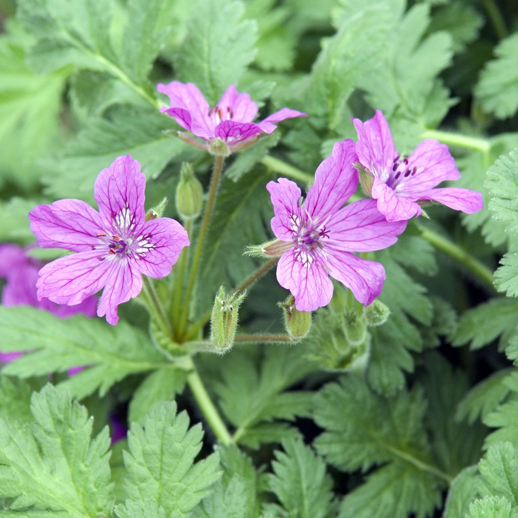 Erodium manescavii - Bec de Grue