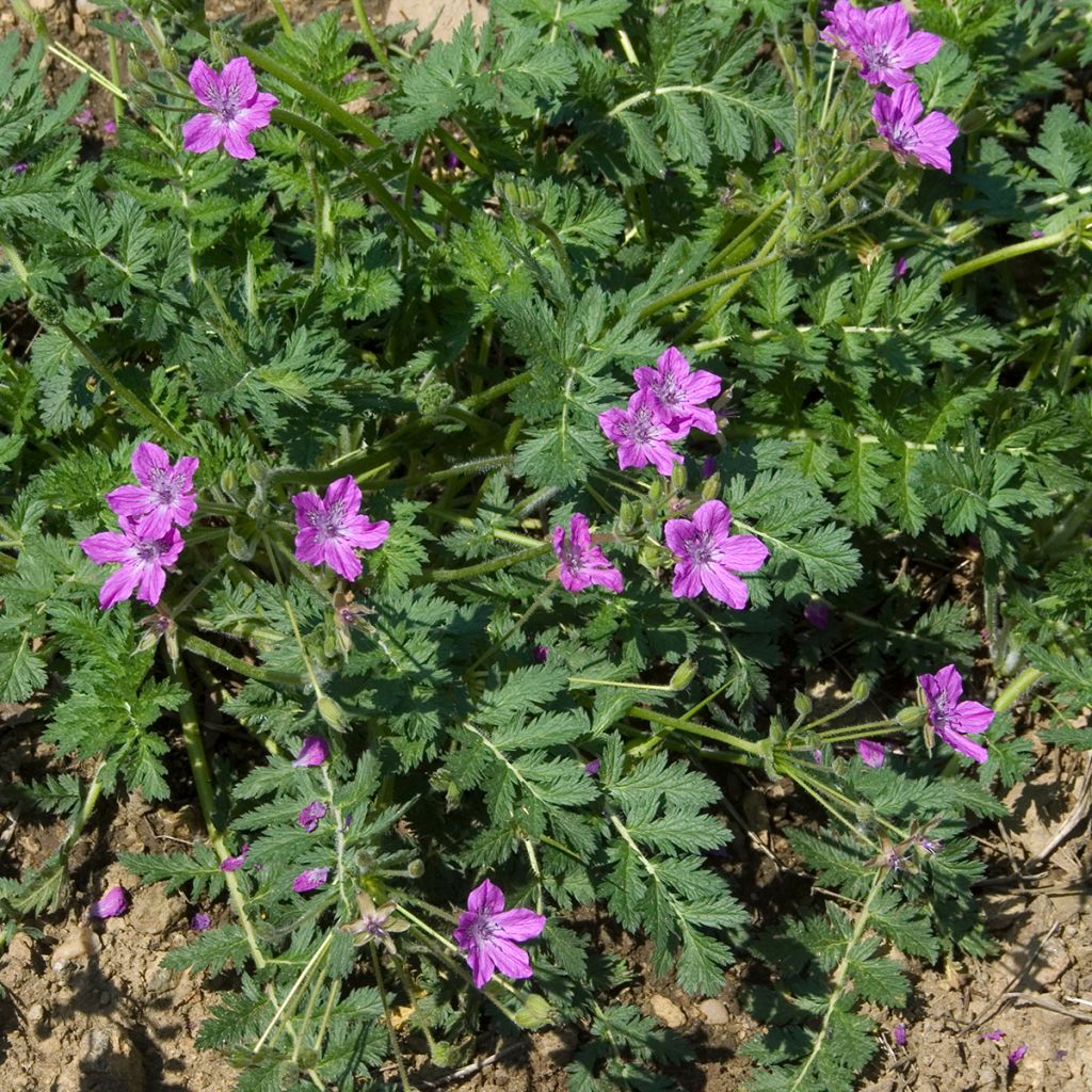 Erodium manescavii - Bec de Grue