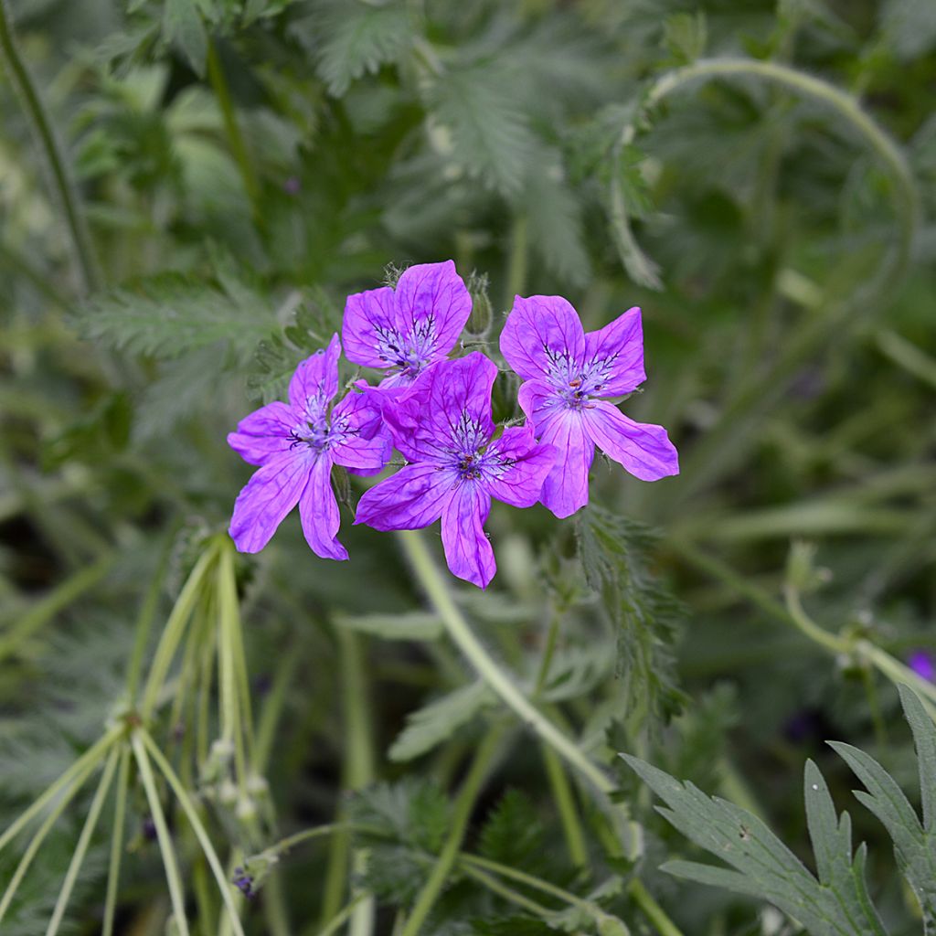 Erodium manescavii - Bec de Grue