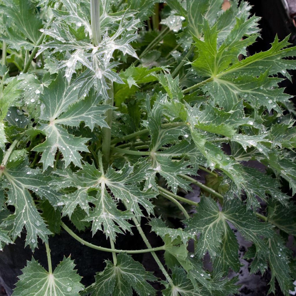 Eryngium Jos Eijking® - Panicaut