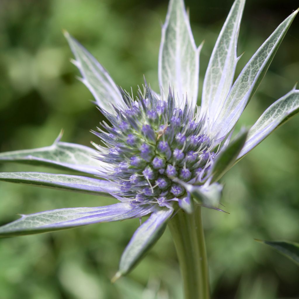 Eryngium Jos Eijking® - Eryngium 'Sapphire Blue' - Panicaut