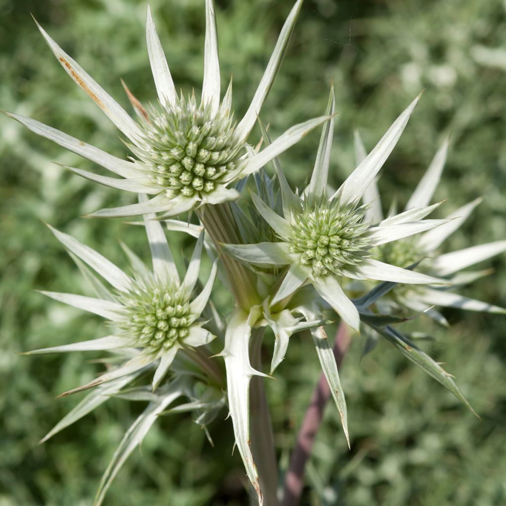 Eryngium Jos Eijking® - Eryngium 'Sapphire Blue' - Panicaut