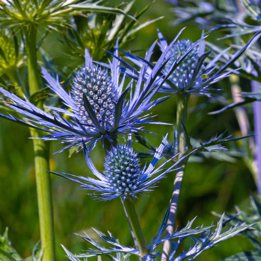 Eryngium Lapis Blue - Panicaut maritime