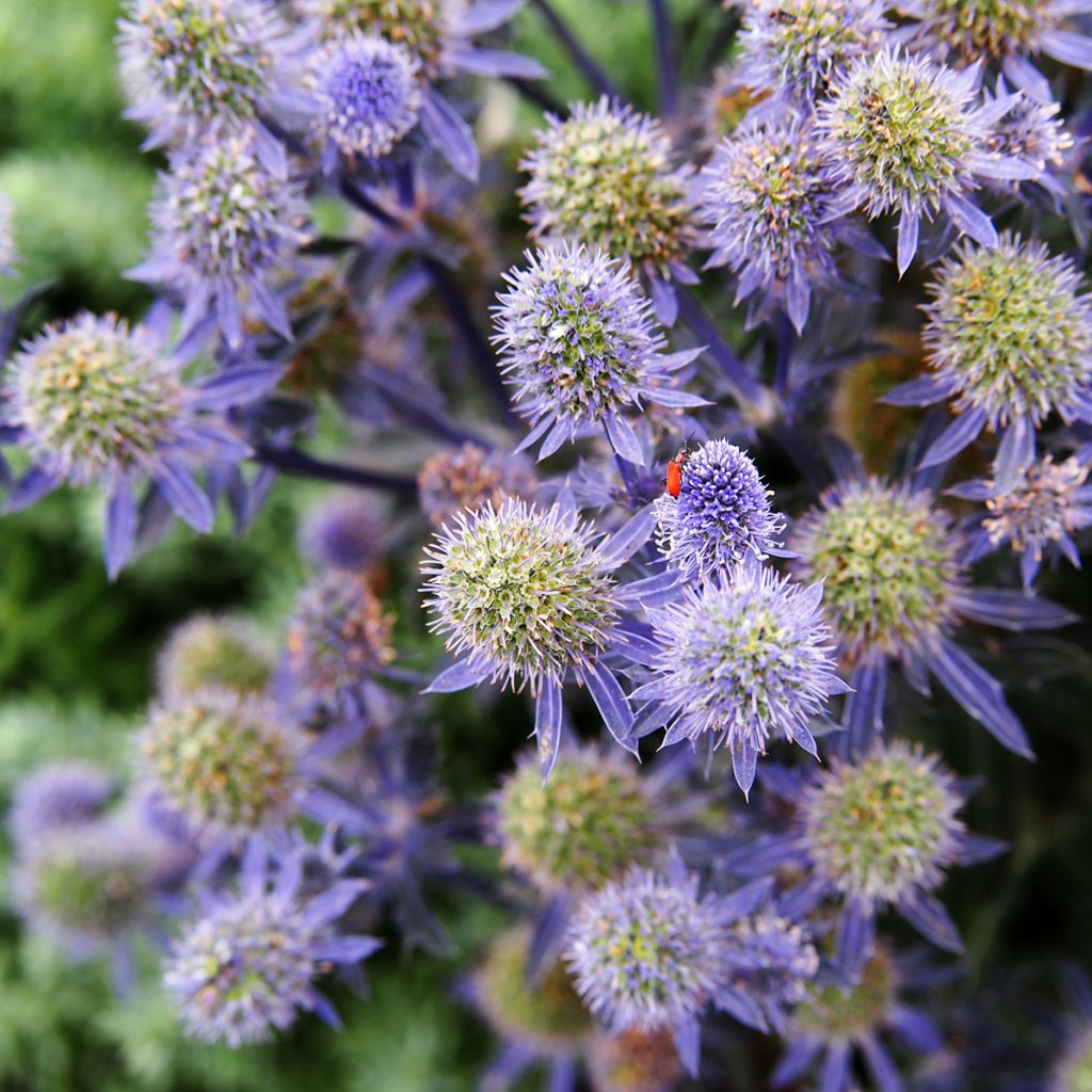 Eryngium Tiny Jackpot - Panicaut