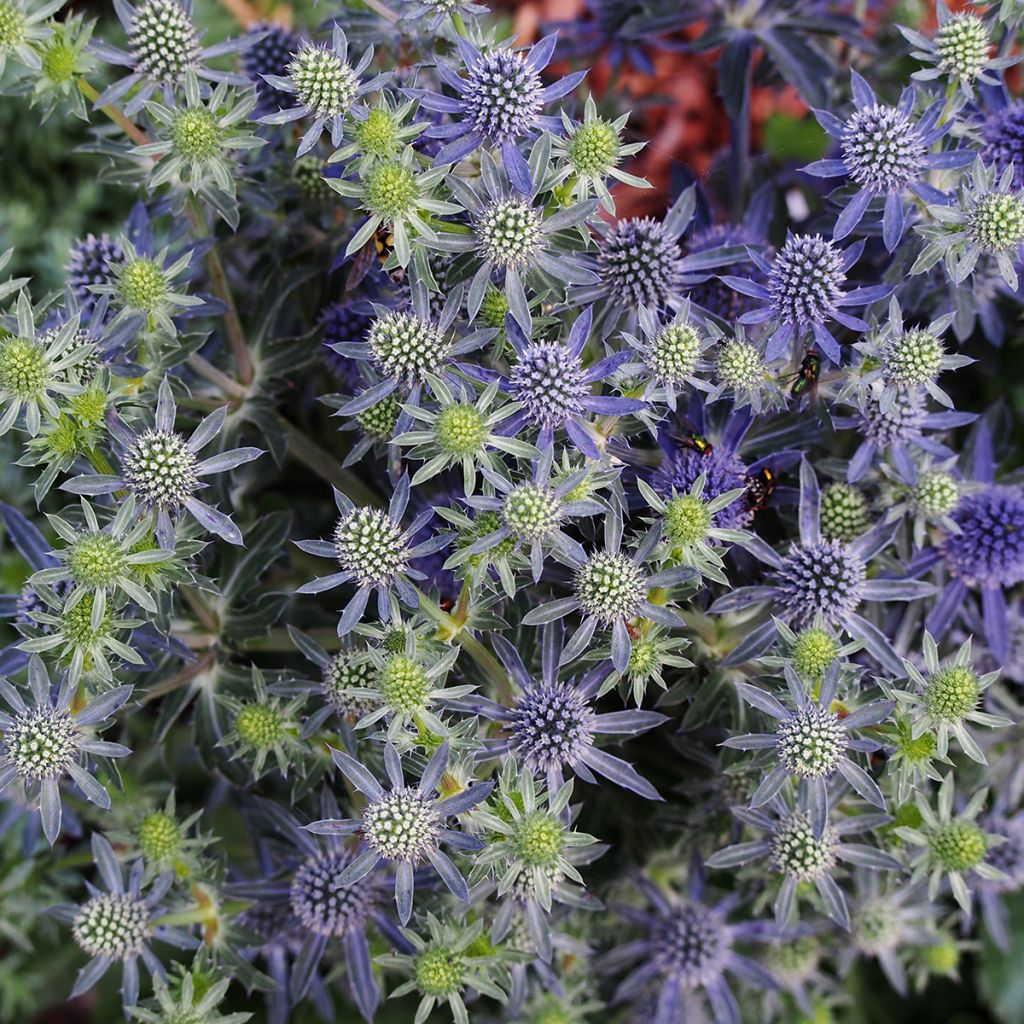 Eryngium Tiny Jackpot - Panicaut