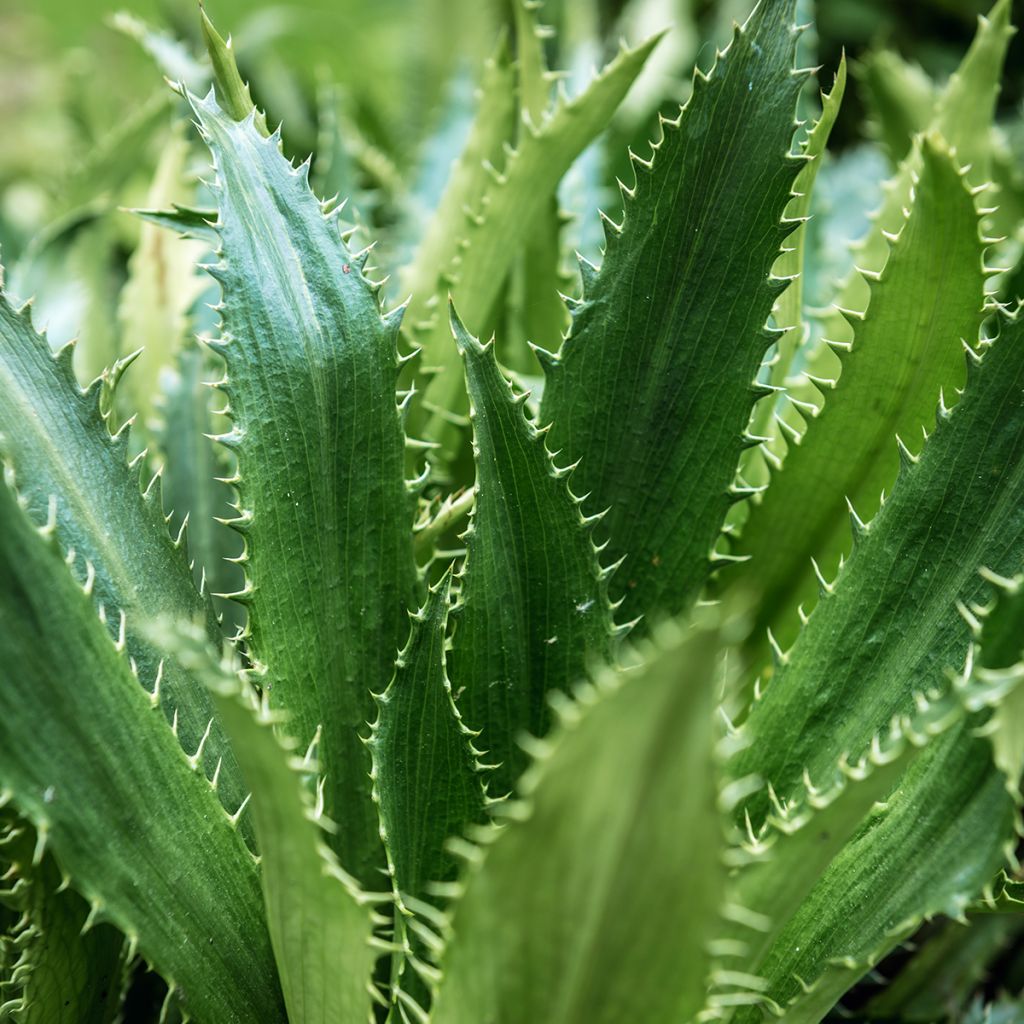 Eryngium agavifolium - Panicaut à feuilles d'Agave