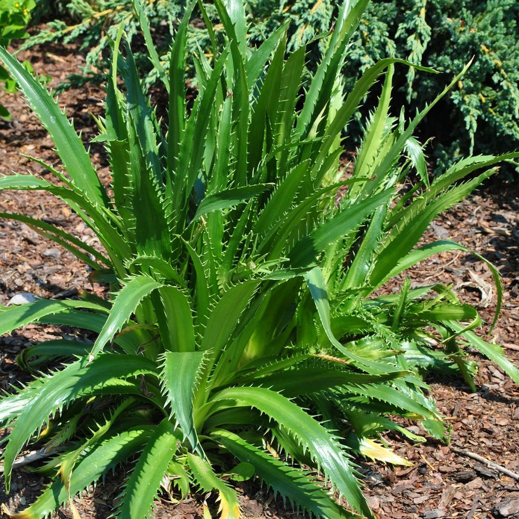 Eryngium agavifolium - Panicaut à feuilles d'Agave