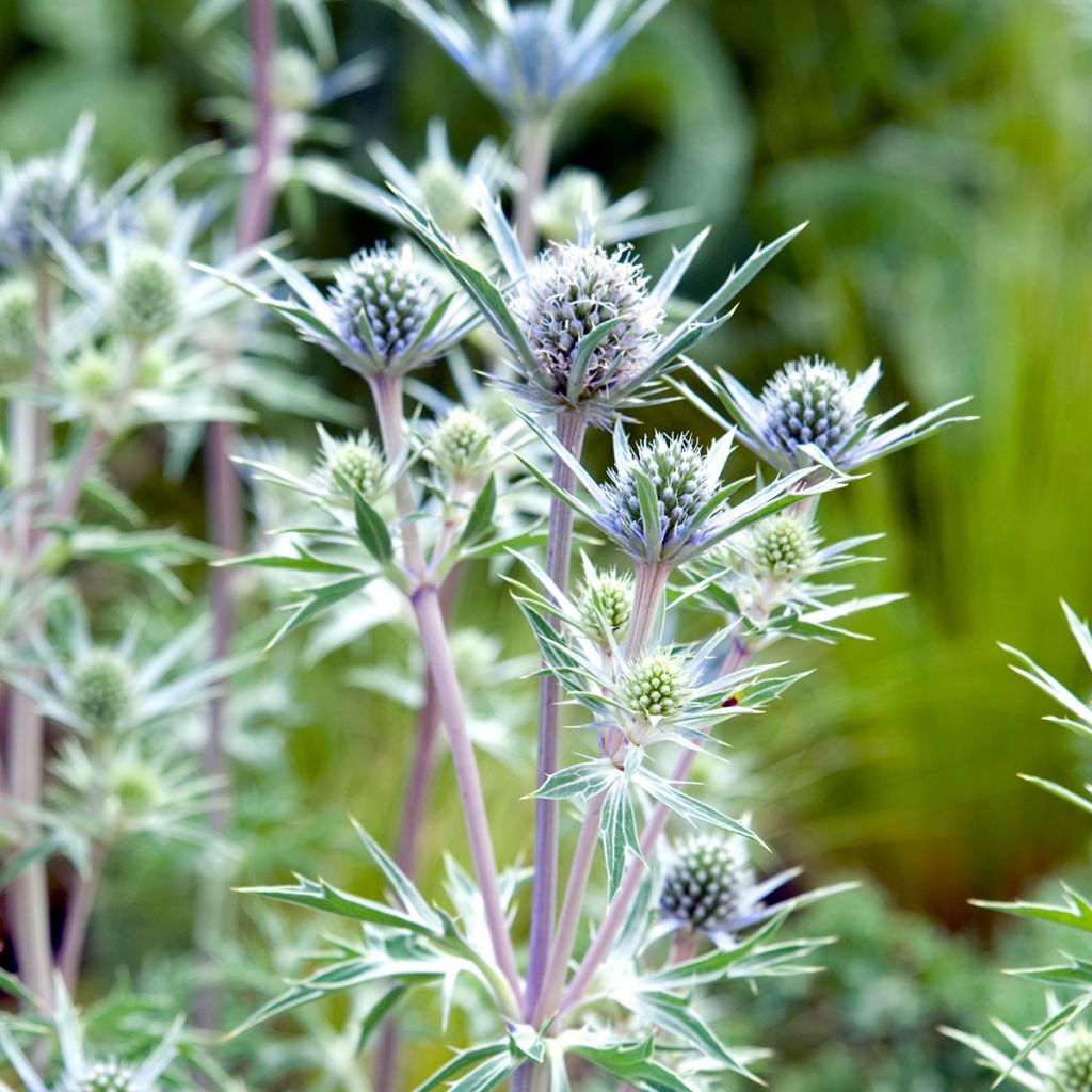 Eryngium bourgatii - Panicaut