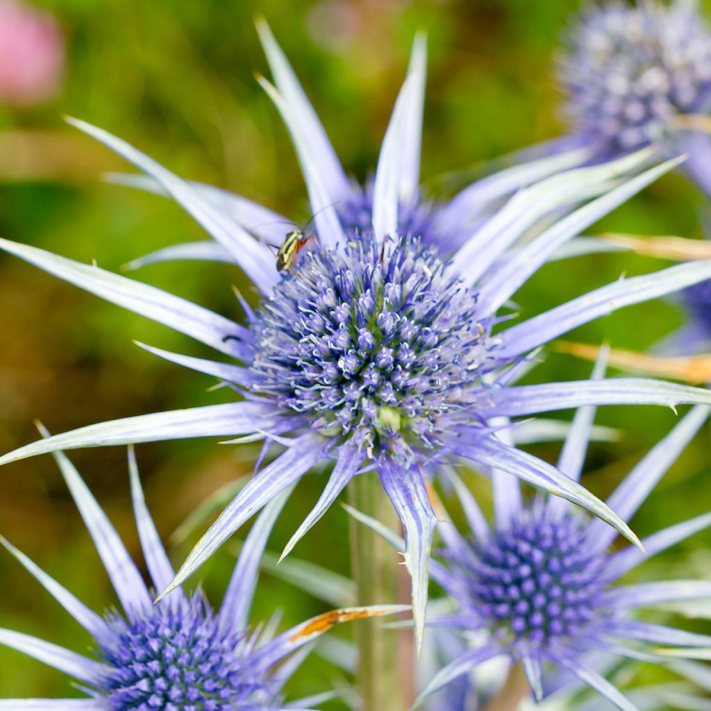 Eryngium bourgatii - Panicaut