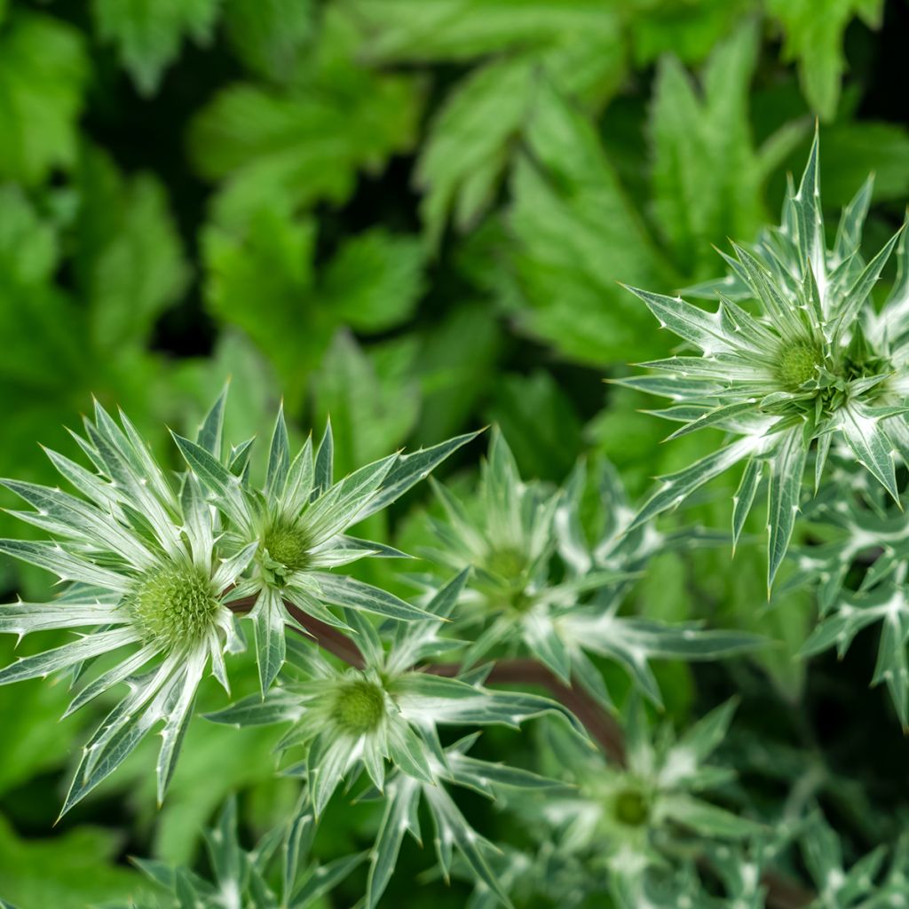 Eryngium bourgatii - Panicaut