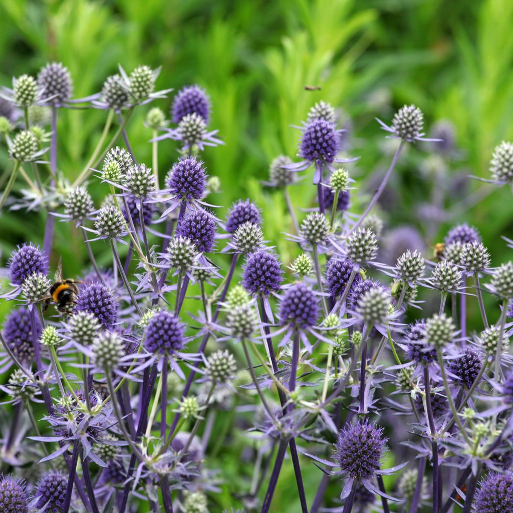 Eryngium bourgatii - Panicaut