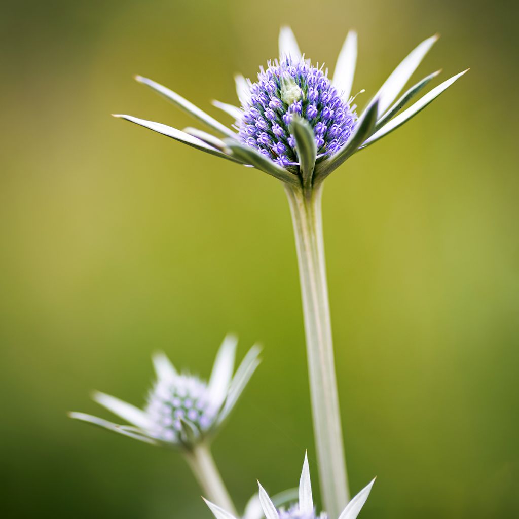 Eryngium bourgatii - Panicaut