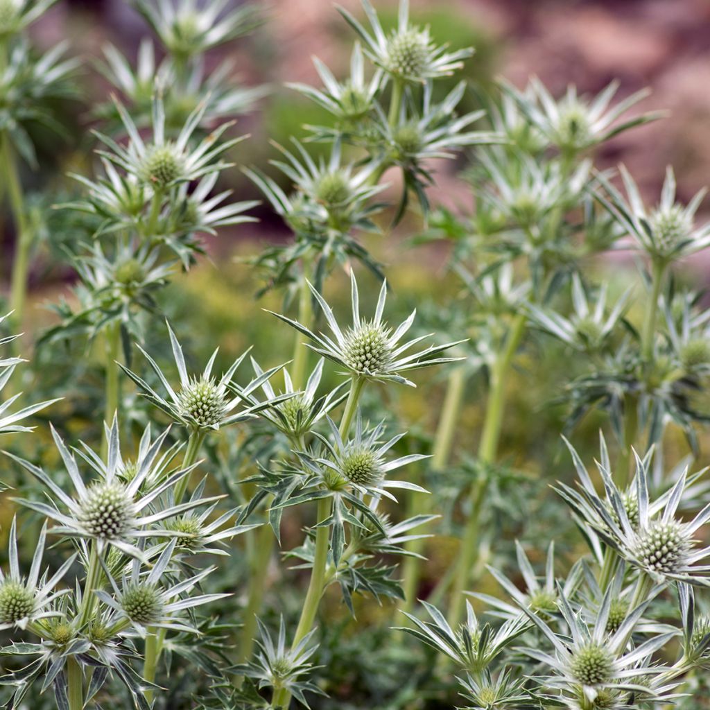 Eryngium bourgatii - Panicaut