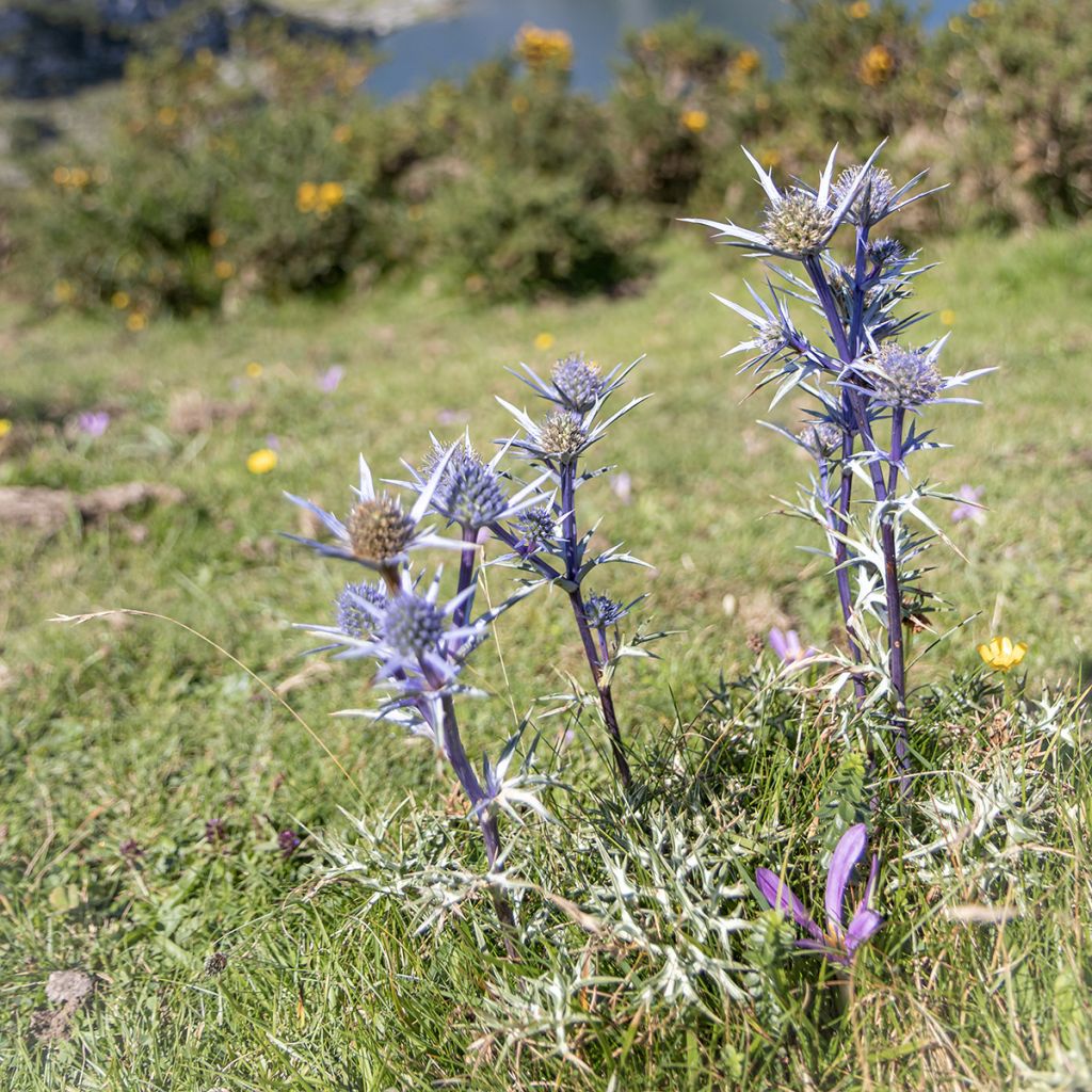 Eryngium bourgatii - Panicaut