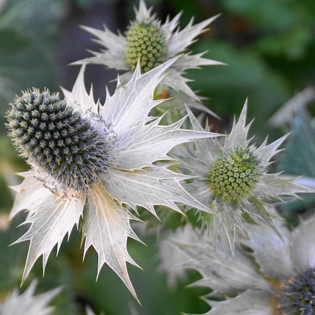 Eryngium giganteum - Panicaut géant