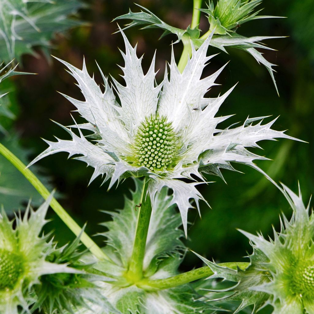 Eryngium giganteum - Panicaut géant