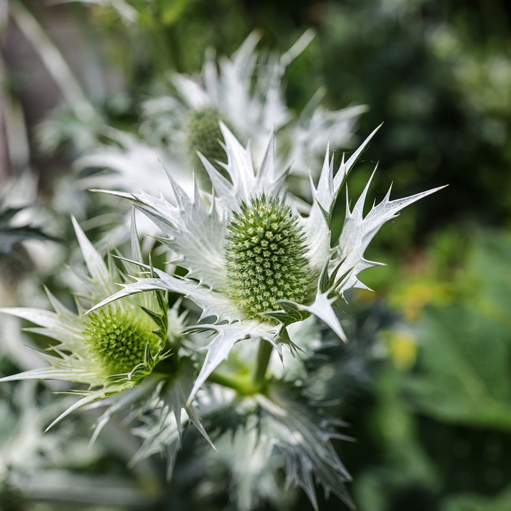 Eryngium giganteum - Panicaut géant