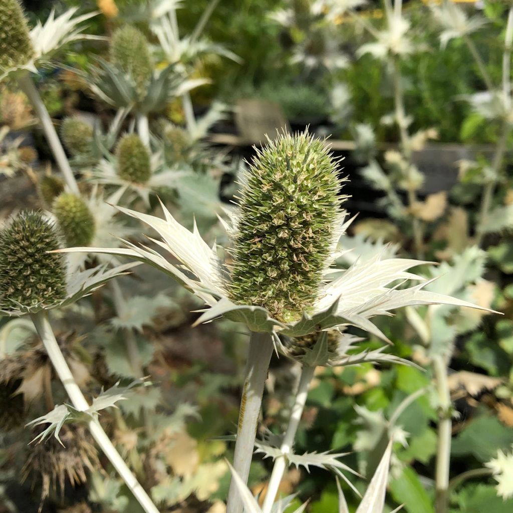 Eryngium giganteum - Panicaut géant