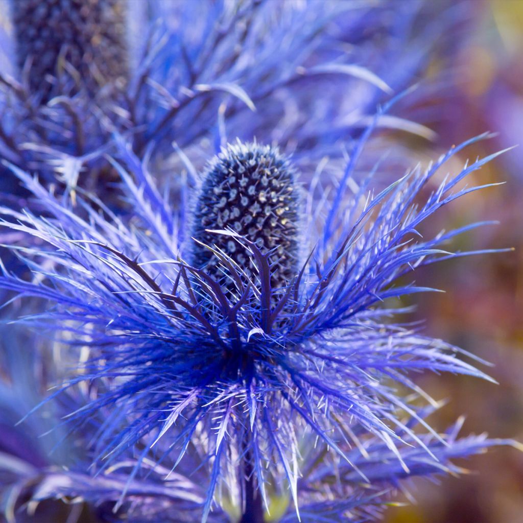 Eryngium oliverianum - Panicaut