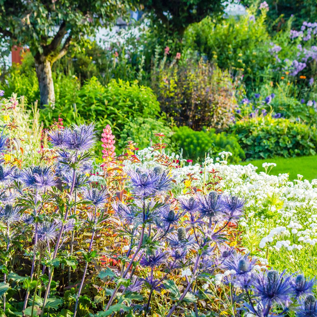 Eryngium oliverianum - Panicaut