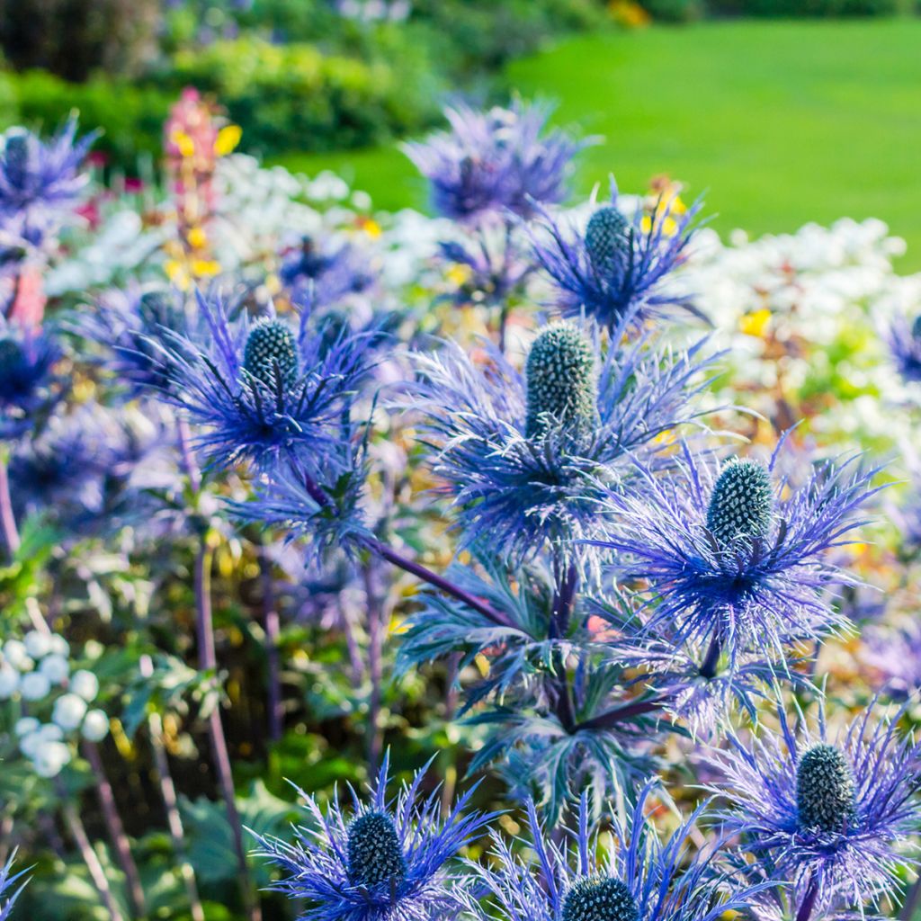 Eryngium oliverianum - Panicaut