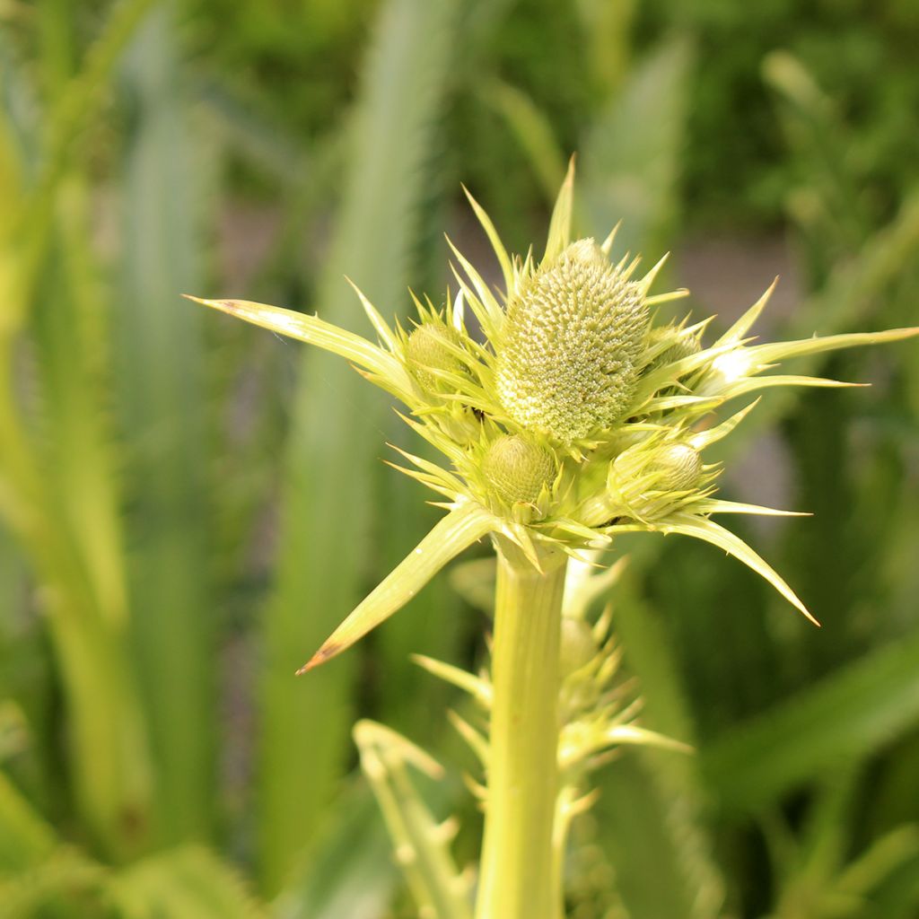 Eryngium pandanifolium, Panicaut