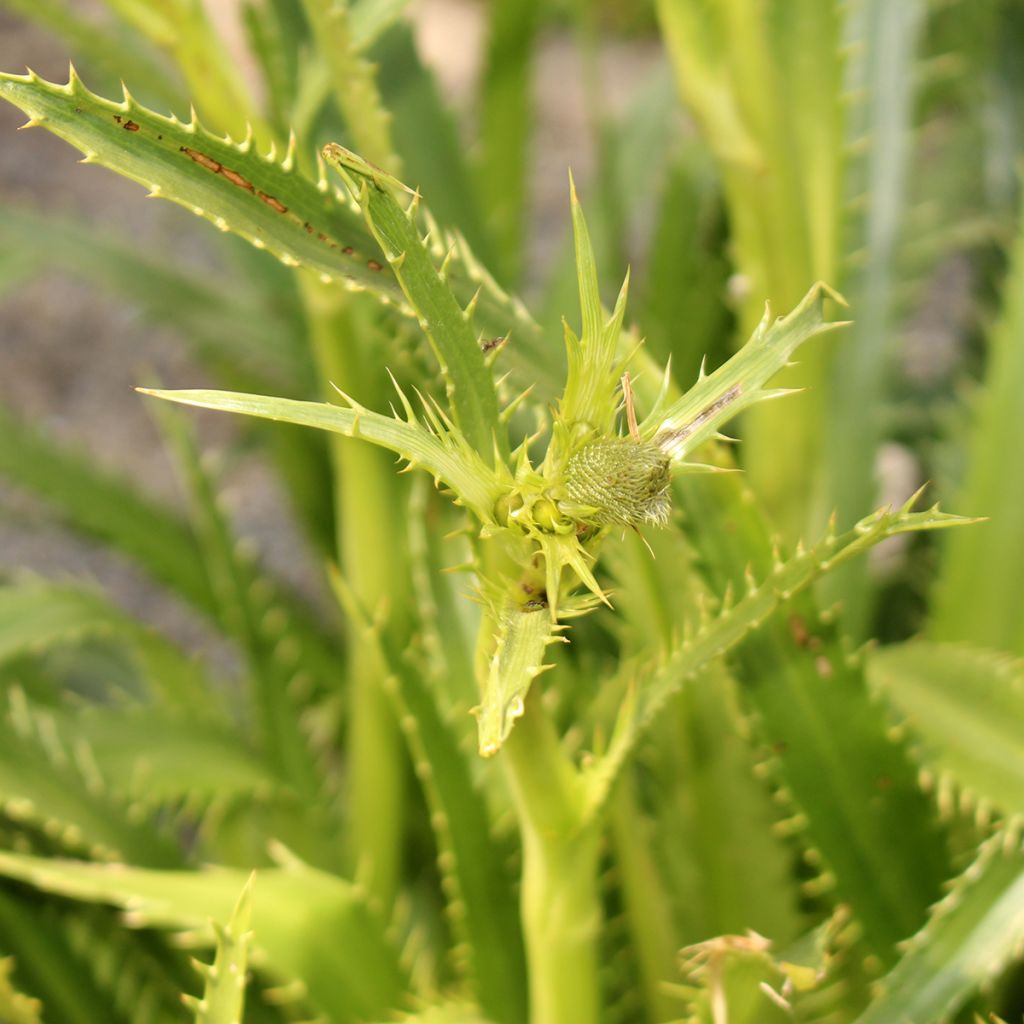 Eryngium pandanifolium, Panicaut
