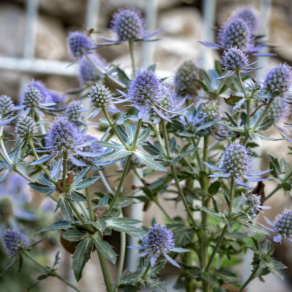 Eryngium planum Blauer Zwerg - Panicaut à feuilles planes