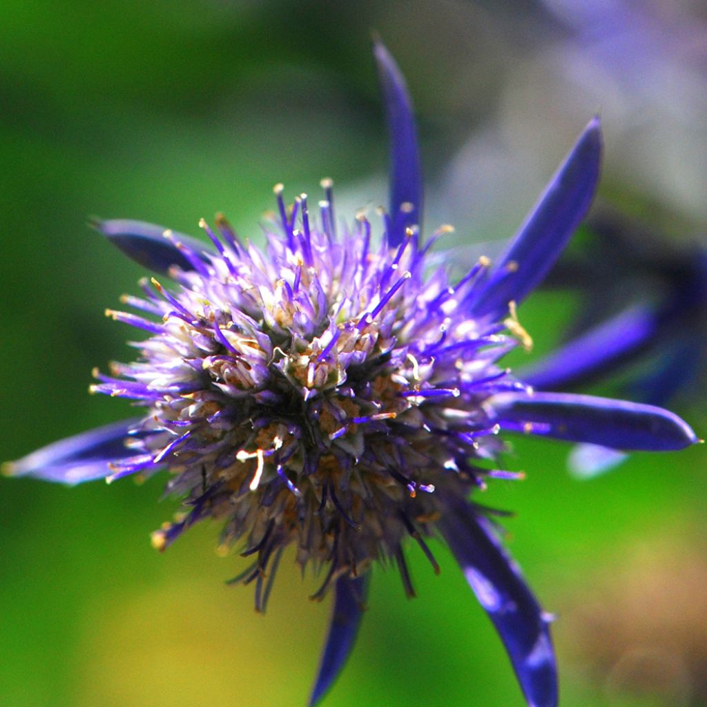 Eryngium planum Jade Frost - Panicaut à feuilles planes panachées