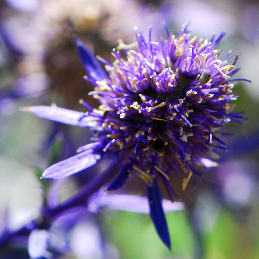 Eryngium planum Jade Frost - Panicaut à feuilles planes panachées