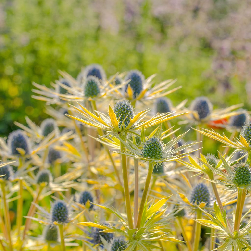 Eryngium planum Neptune's Gold - Panicaut