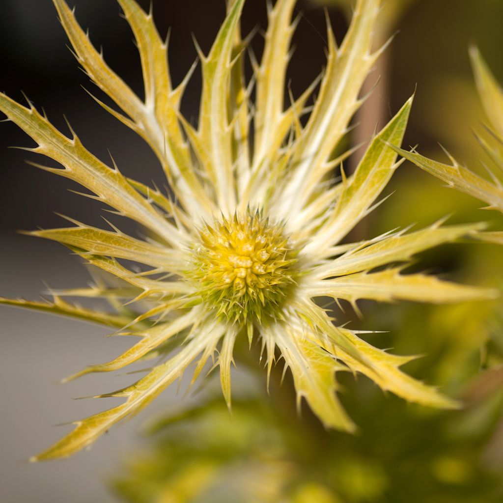 Eryngium planum Neptune's Gold - Panicaut