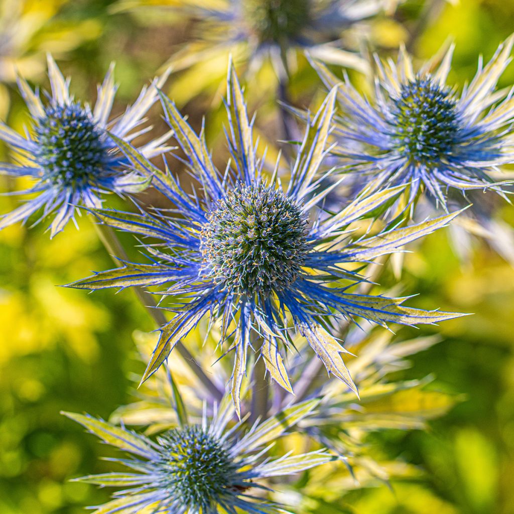 Eryngium planum Neptune's Gold - Panicaut