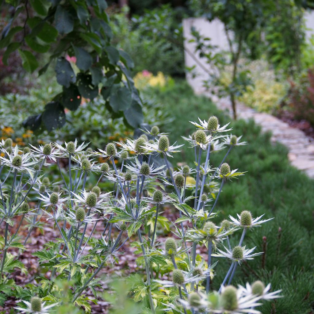 Eryngium planum Neptune's Gold - Panicaut