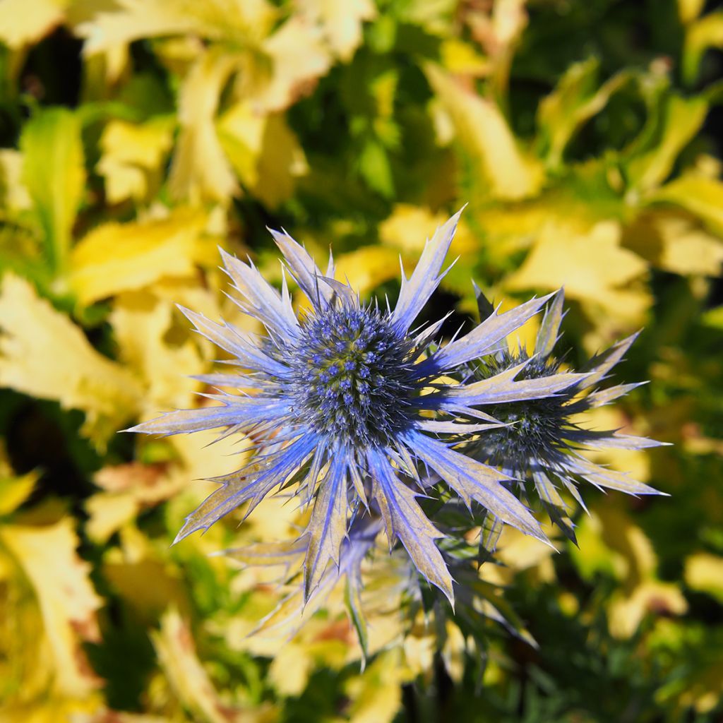 Eryngium planum Neptune's Gold - Panicaut