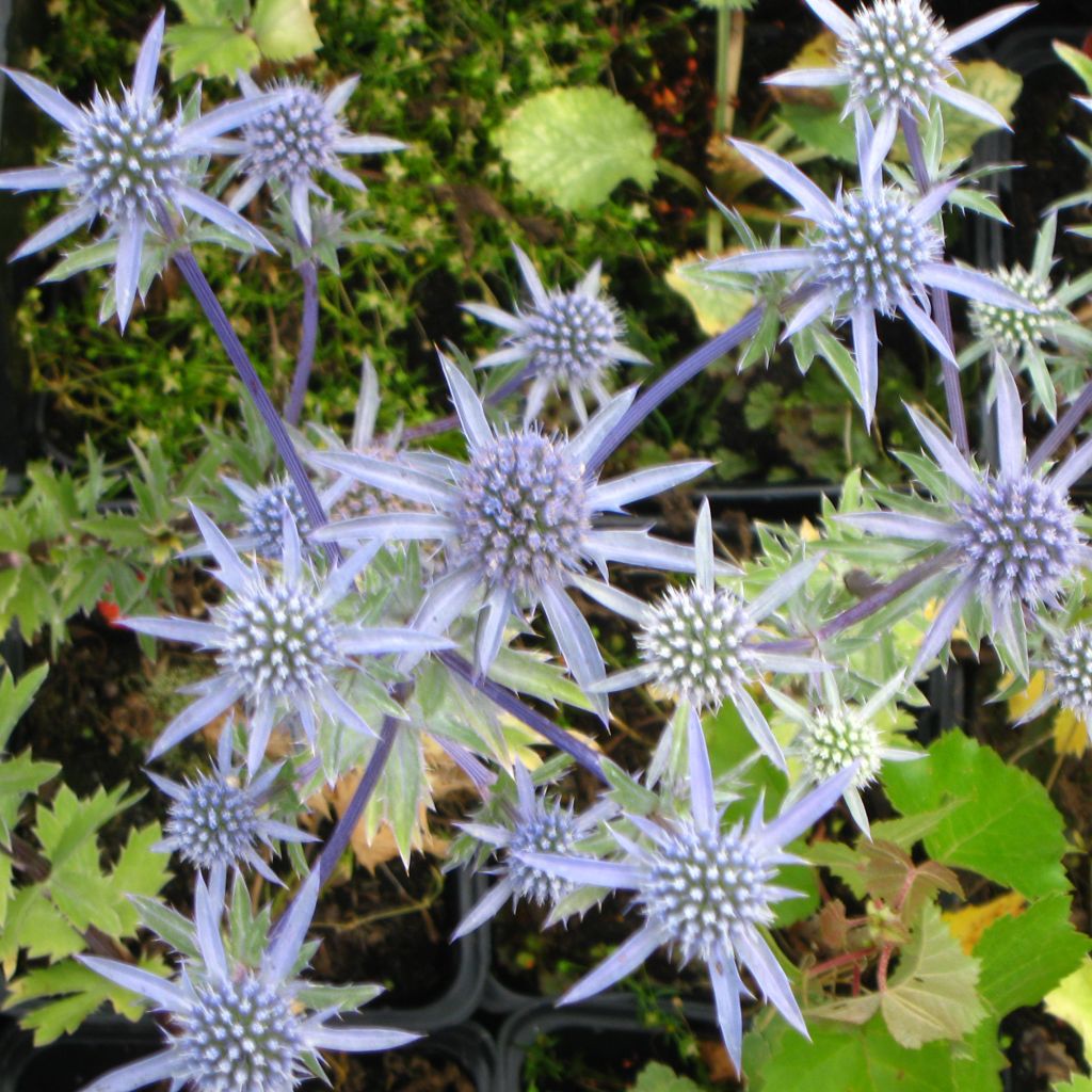 Eryngium tripartitum - Panicaut tripartite - Chardon bleu tripartite