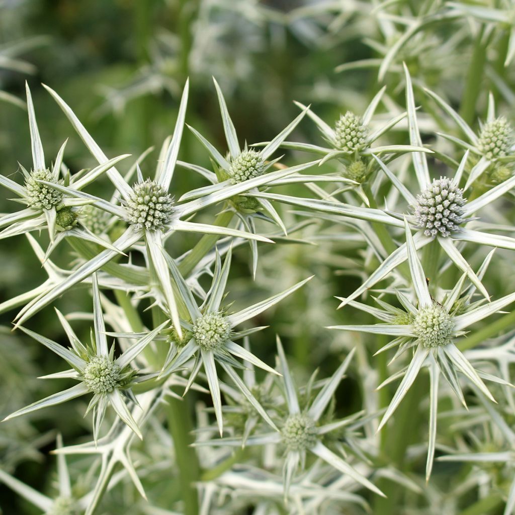 Eryngium variifolium - Panicaut panaché