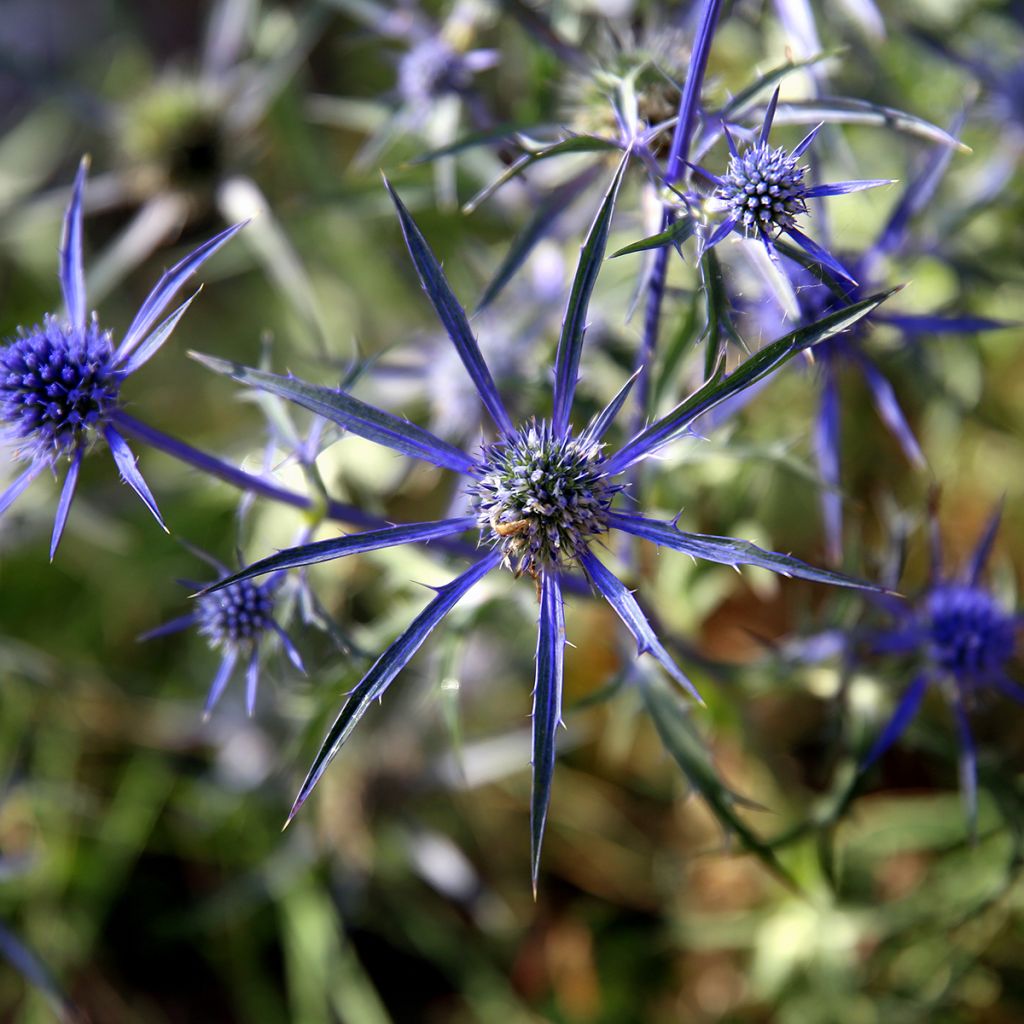 Eryngium variifolium - Panicaut panaché