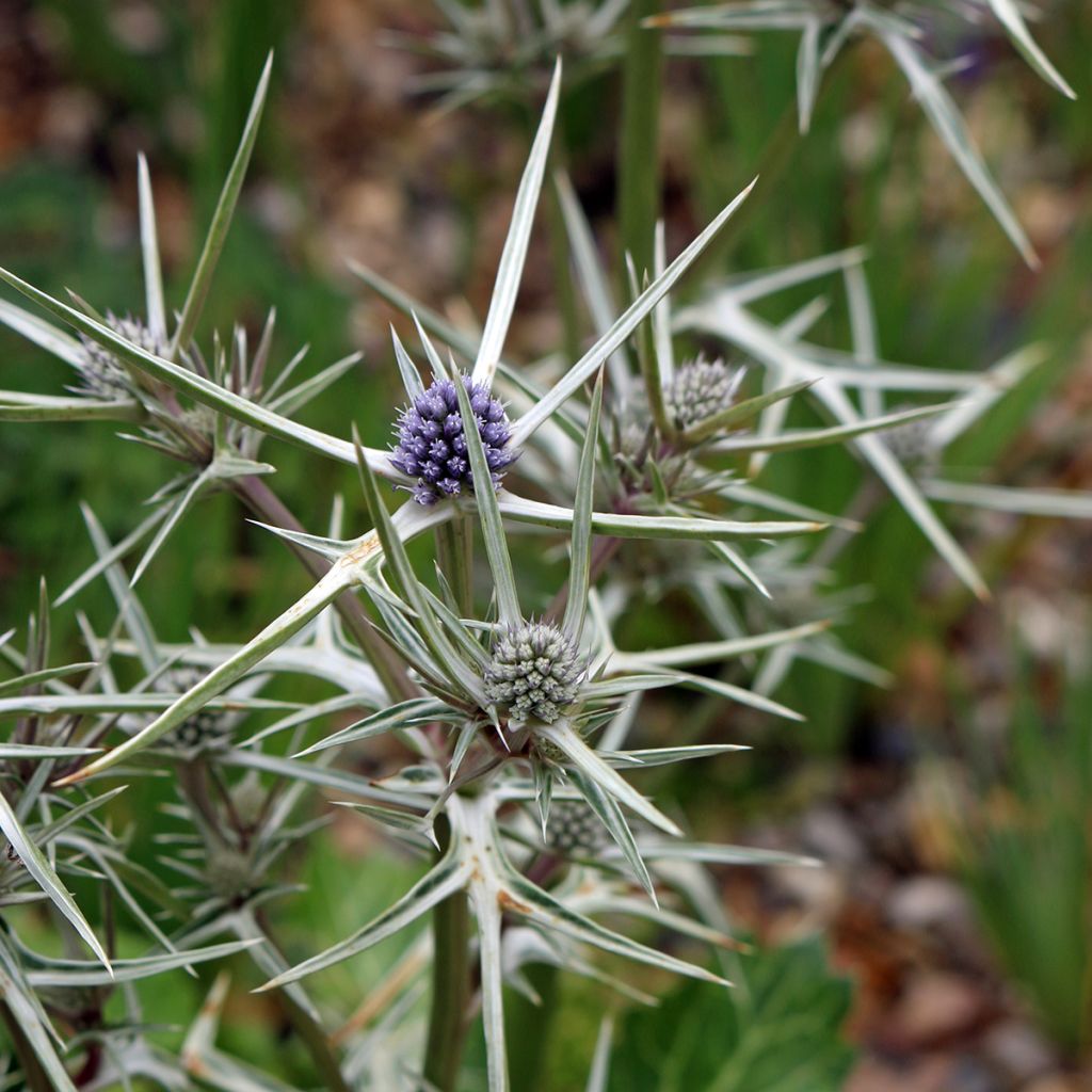 Eryngium variifolium - Panicaut panaché