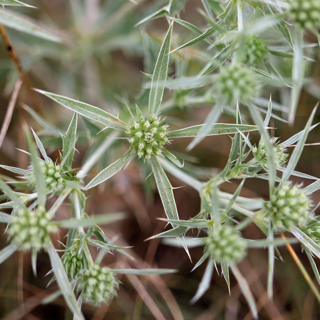 Eryngium variifolium - Panicaut panaché