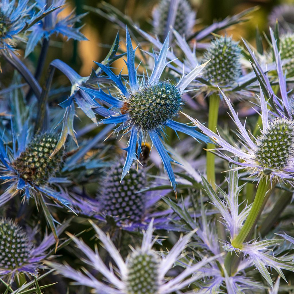 Eryngium zabelii Big Blue - Panicaut